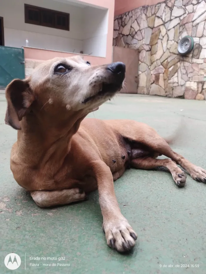 Cachorro ra a Basset-Cofap idade 6 ou mais anos nome Flor