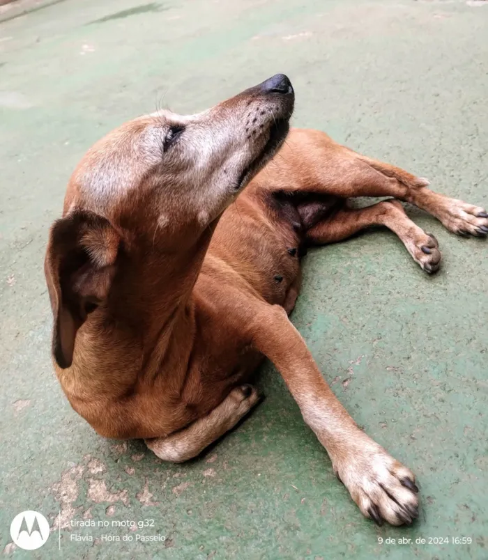 Cachorro ra a Basset-Cofap idade 6 ou mais anos nome Flor