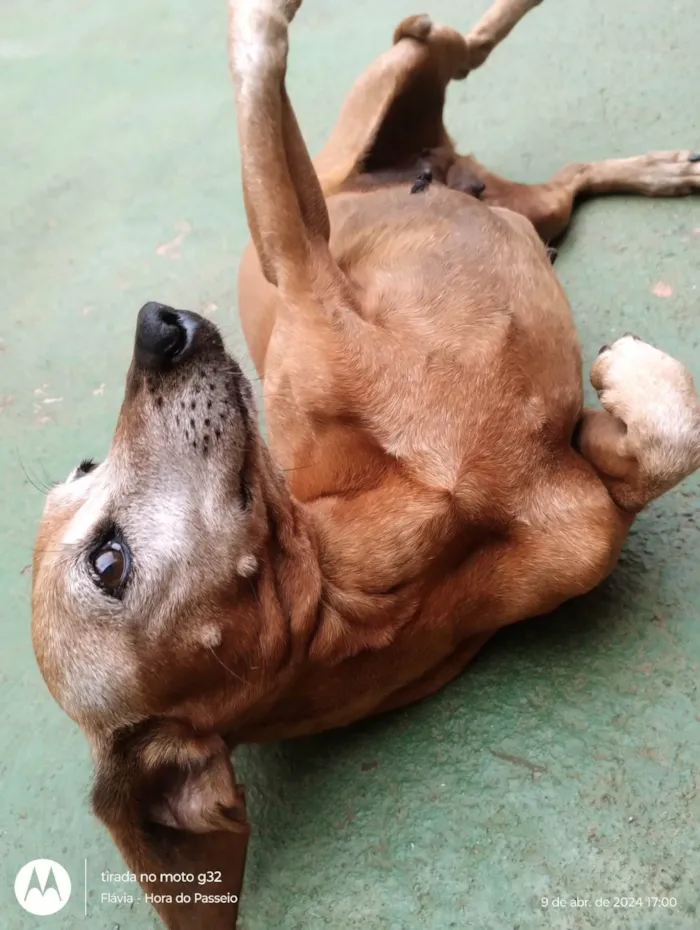 Cachorro ra a Basset-Cofap idade 6 ou mais anos nome Flor