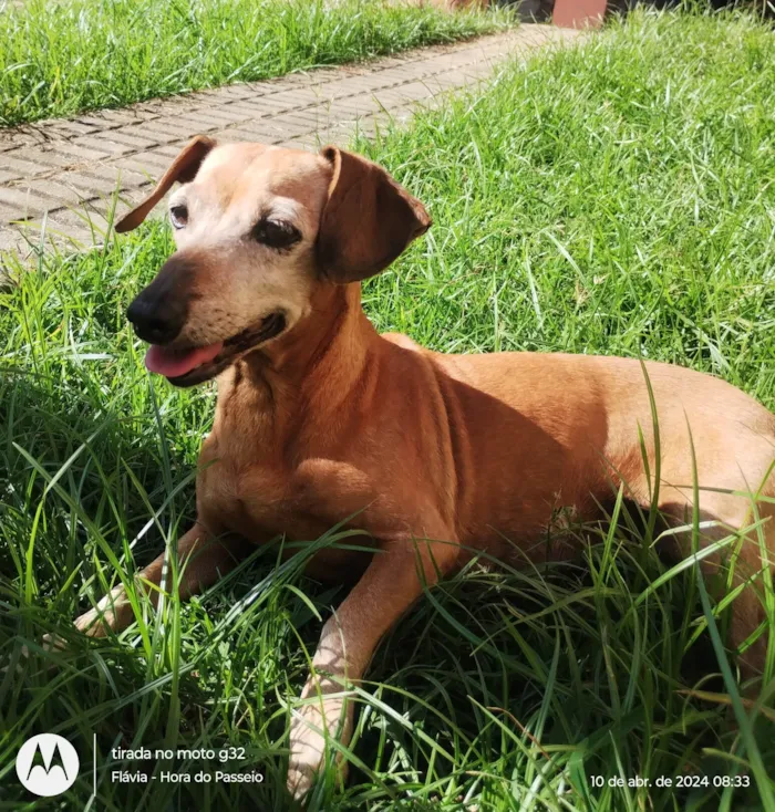 Cachorro ra a Basset-Cofap idade 6 ou mais anos nome Flor