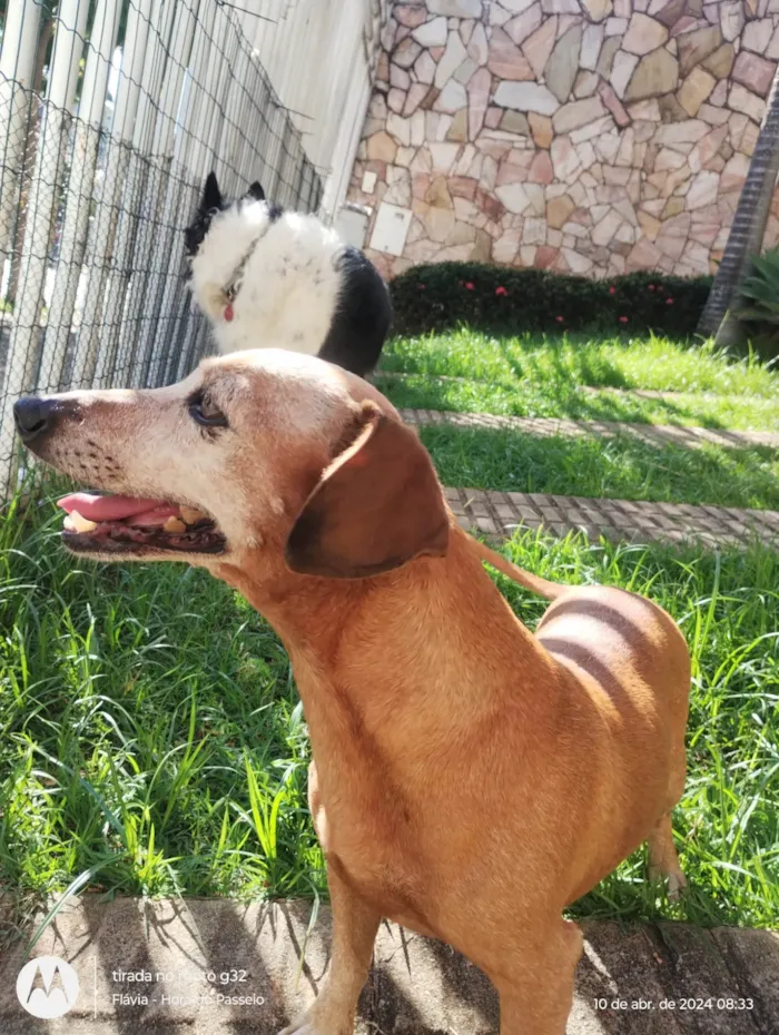 Cachorro ra a Basset-Cofap idade 6 ou mais anos nome Flor