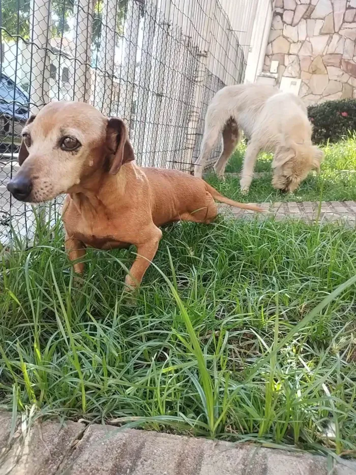 Cachorro ra a Basset-Cofap idade 6 ou mais anos nome Flor
