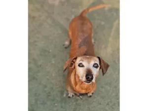 Cachorro raça Basset-Cofap idade 6 ou mais anos nome Flor