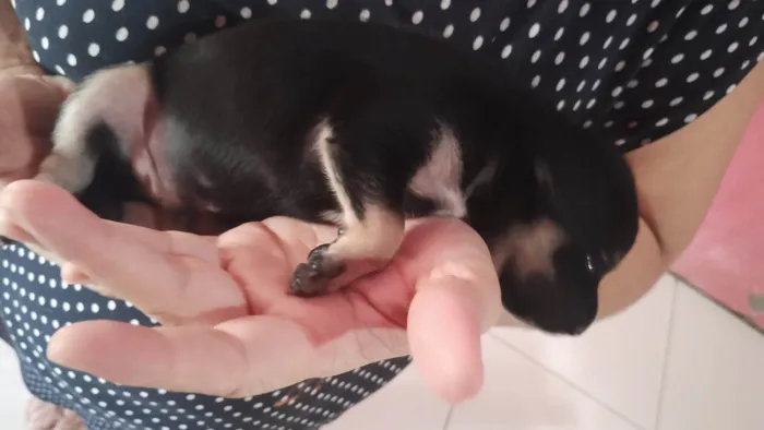 Cachorro ra a SRD-ViraLata idade Abaixo de 2 meses nome Ainda não temos nome 