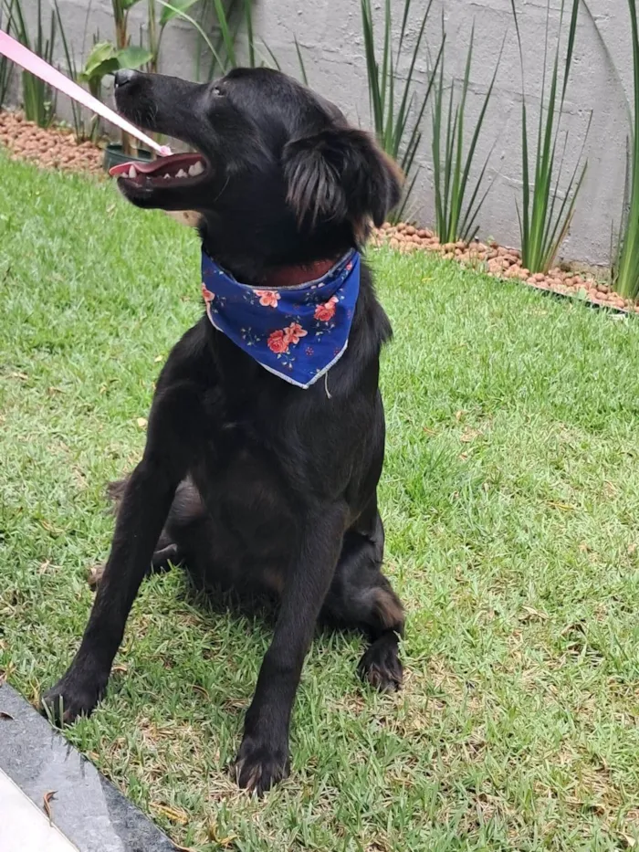 Cachorro ra a SRD-ViraLata idade 1 ano nome Nina 