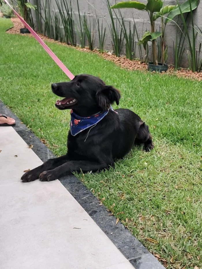 Cachorro ra a SRD-ViraLata idade 1 ano nome Nina 