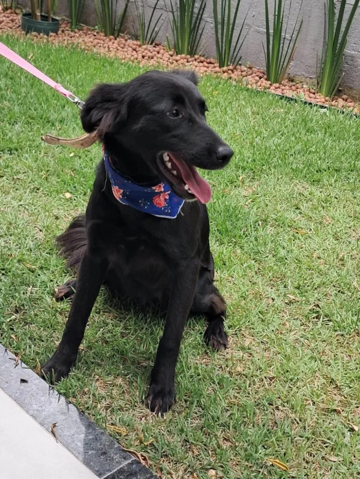 Cachorro ra a SRD-ViraLata idade 1 ano nome Nina 