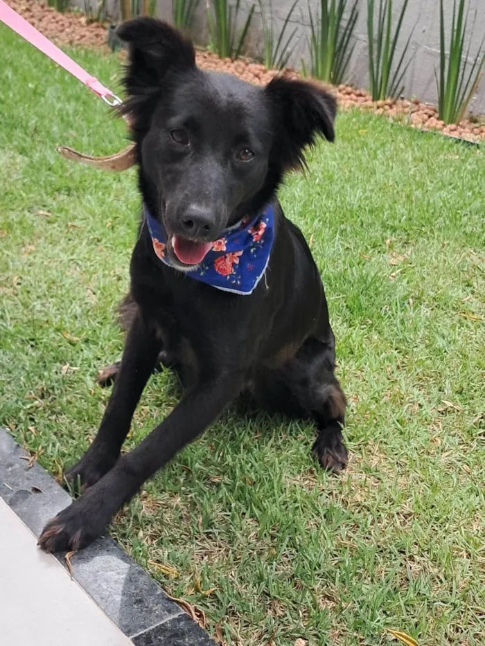 Cachorro ra a SRD-ViraLata idade 1 ano nome Nina 