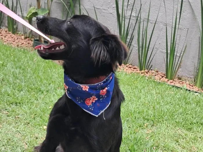 Cachorro ra a SRD-ViraLata idade 1 ano nome Nina 