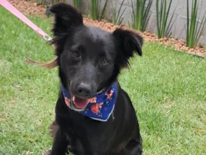 Cachorro raça SRD-ViraLata idade 1 ano nome Nina 