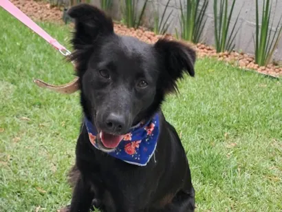 Cachorro raça SRD-ViraLata idade 1 ano nome Nina 