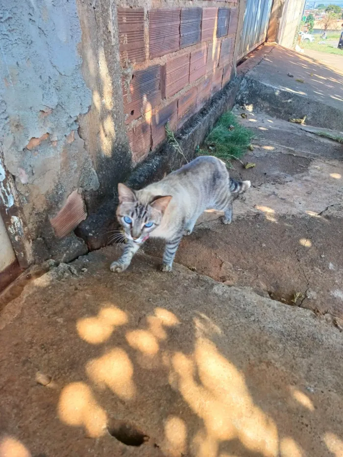 Gato ra a SRD-ViraLata idade 1 ano nome Tigreza