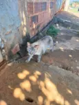 Tigreza