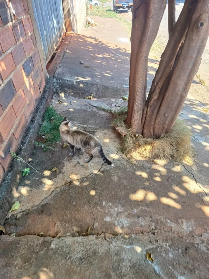 Gato ra a SRD-ViraLata idade 1 ano nome Tigreza