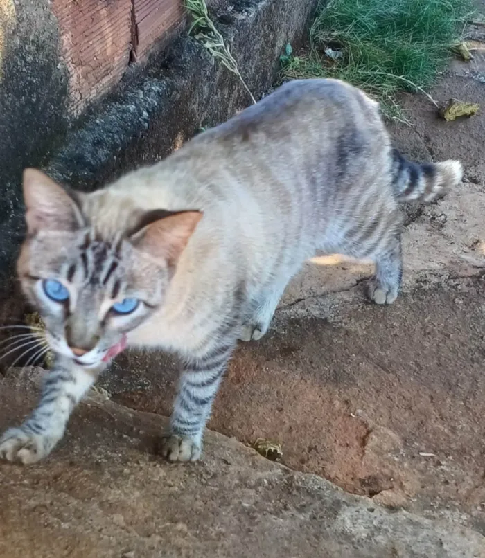 Gato ra a SRD-ViraLata idade 1 ano nome Tigreza
