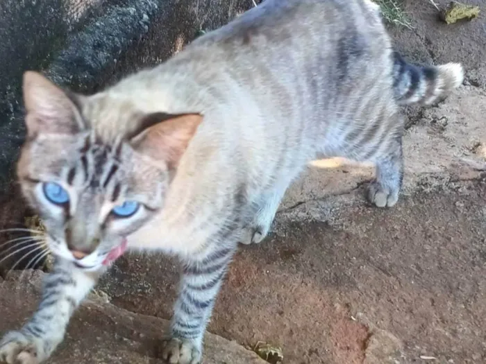 Gato ra a SRD-ViraLata idade 1 ano nome Tigreza