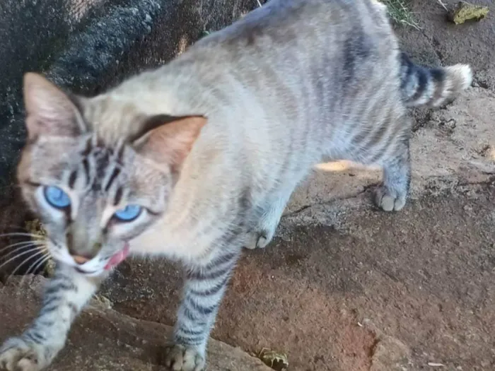 Gato ra a SRD-ViraLata idade 1 ano nome Tigreza
