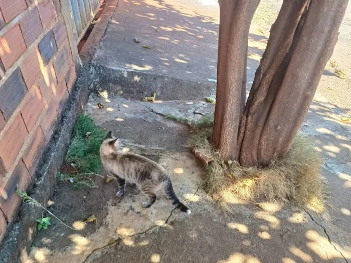 Gato ra a SRD-ViraLata idade 1 ano nome Tigreza