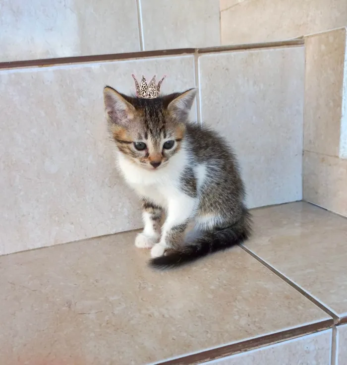 Gato ra a SRD-ViraLata idade 2 a 6 meses nome Bonbon bb2meses Linda 