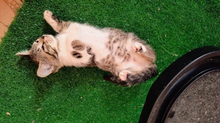 Gato ra a SRD-ViraLata idade 2 a 6 meses nome Bonbon bb2meses Linda 