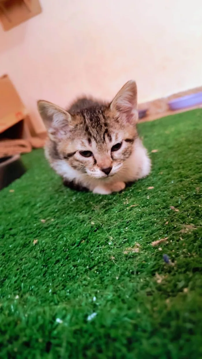 Gato ra a SRD-ViraLata idade 2 a 6 meses nome Bonbon bb2meses Linda 