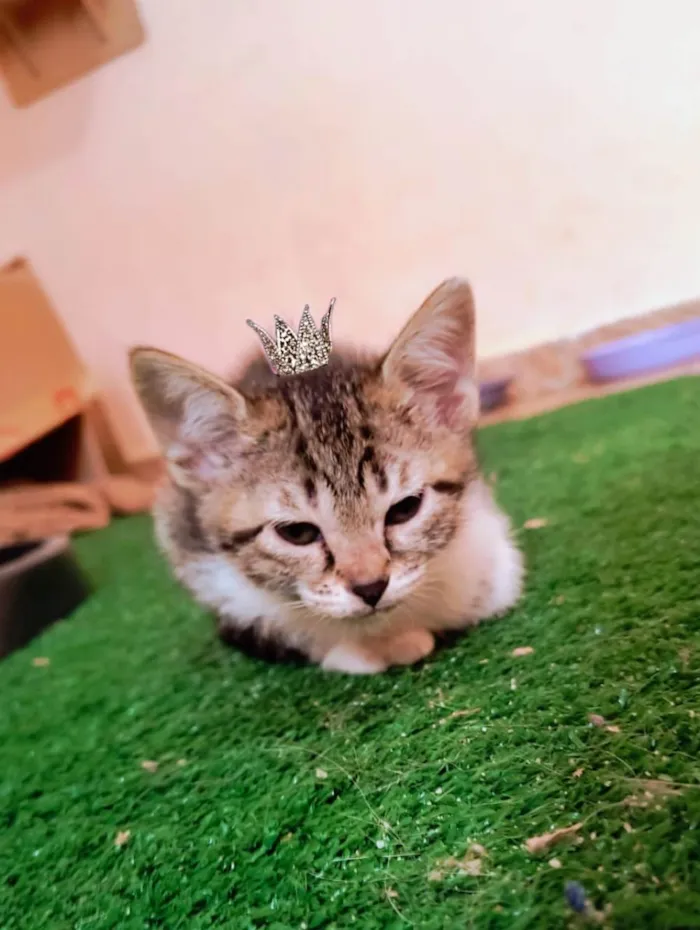 Gato ra a SRD-ViraLata idade 2 a 6 meses nome Bonbon bb2meses Linda 