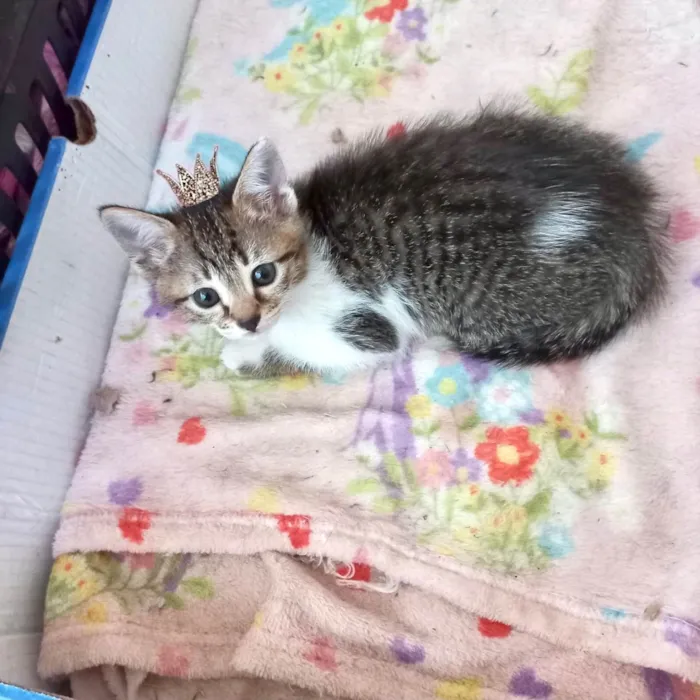 Gato ra a SRD-ViraLata idade 2 a 6 meses nome Bonbon bb2meses Linda 