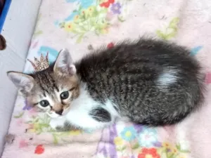 Gato raça SRD-ViraLata idade 2 a 6 meses nome Bonbon bb2meses Linda 