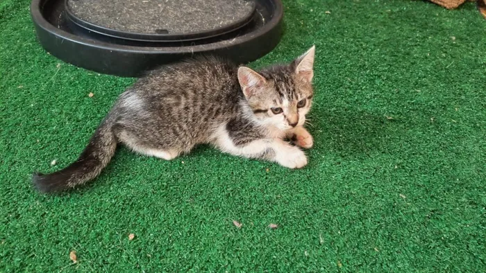 Gato ra a SRD-ViraLata idade 2 a 6 meses nome Pudim bb2meses lindo