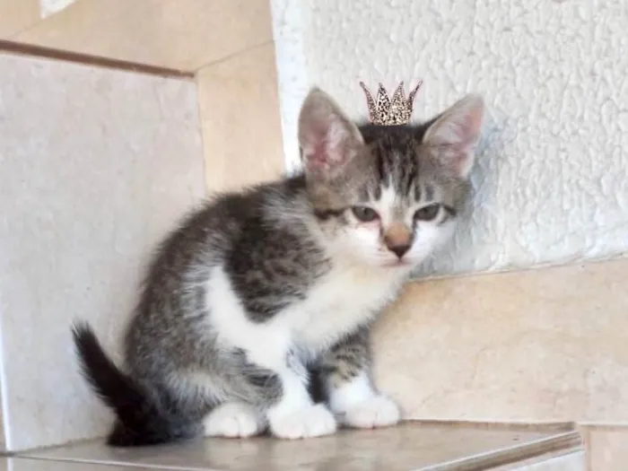 Gato ra a SRD-ViraLata idade 2 a 6 meses nome Pudim bb2meses lindo