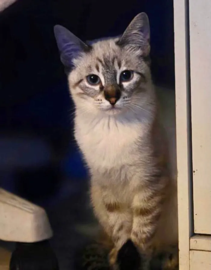 Gato ra a SRD-ViraLata idade 2 a 6 meses nome JohnSnow 5meses 