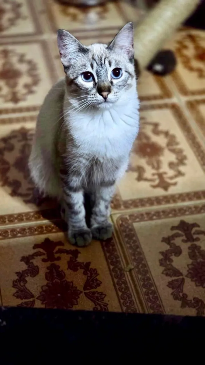 Gato ra a SRD-ViraLata idade 2 a 6 meses nome JohnSnow 5meses 