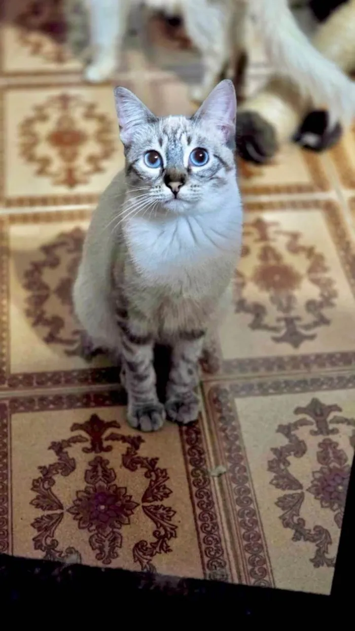 Gato ra a SRD-ViraLata idade 2 a 6 meses nome JohnSnow 5meses 