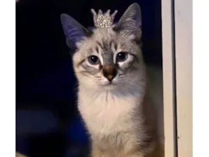 Gato raça SRD-ViraLata idade 2 a 6 meses nome JohnSnow 5meses 