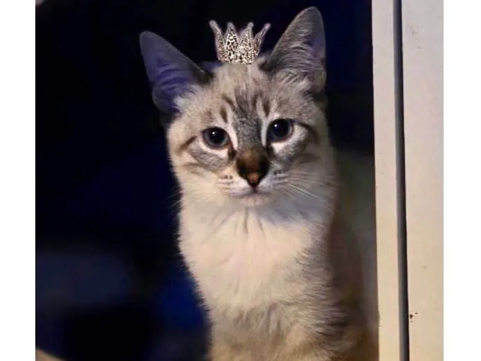 Gato ra a SRD-ViraLata idade 2 a 6 meses nome JohnSnow 5meses 