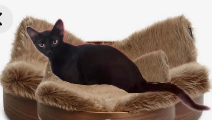 Gato ra a SRD-ViraLata idade 2 a 6 meses nome Merlin bb6meses