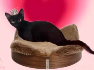 Gato raça SRD-ViraLata idade 2 a 6 meses nome Merlin bb6meses