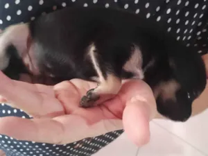 Cachorro raça SRD-ViraLata idade Abaixo de 2 meses nome Ainda não temos nome 