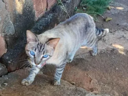 Gato raça SRD-ViraLata idade 1 ano nome Tigreza