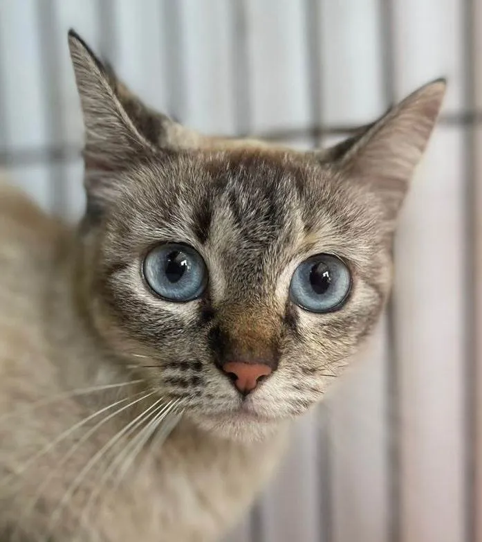 Gato ra a SRD-ViraLata idade 2 a 6 meses nome Lua