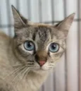 Lua