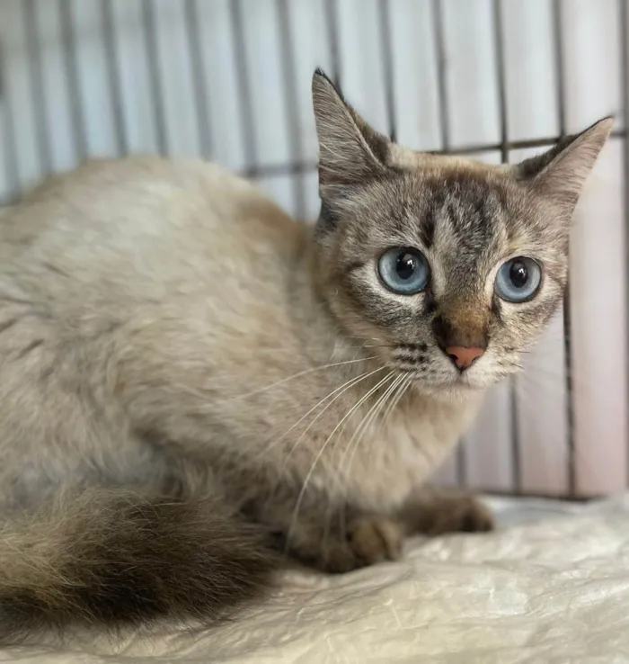 Gato ra a SRD-ViraLata idade 2 a 6 meses nome Lua