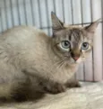 Lua