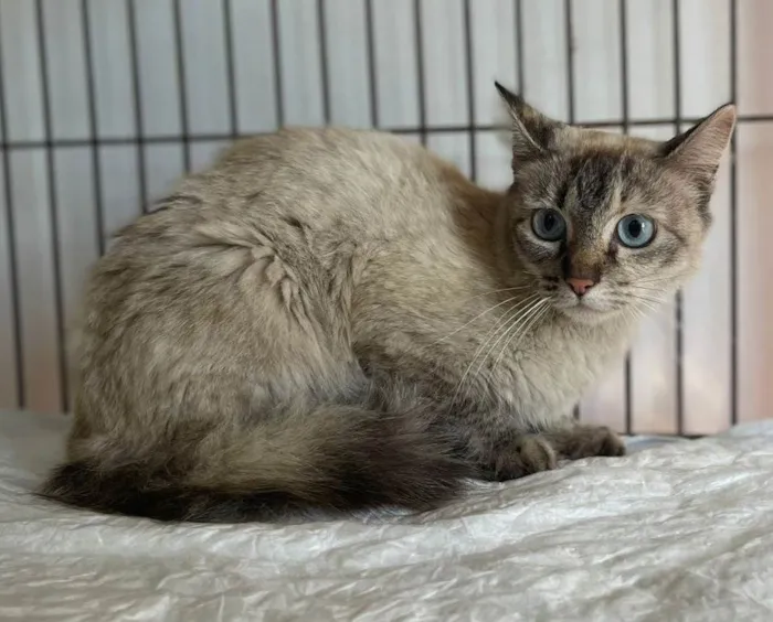 Gato ra a SRD-ViraLata idade 2 a 6 meses nome Lua