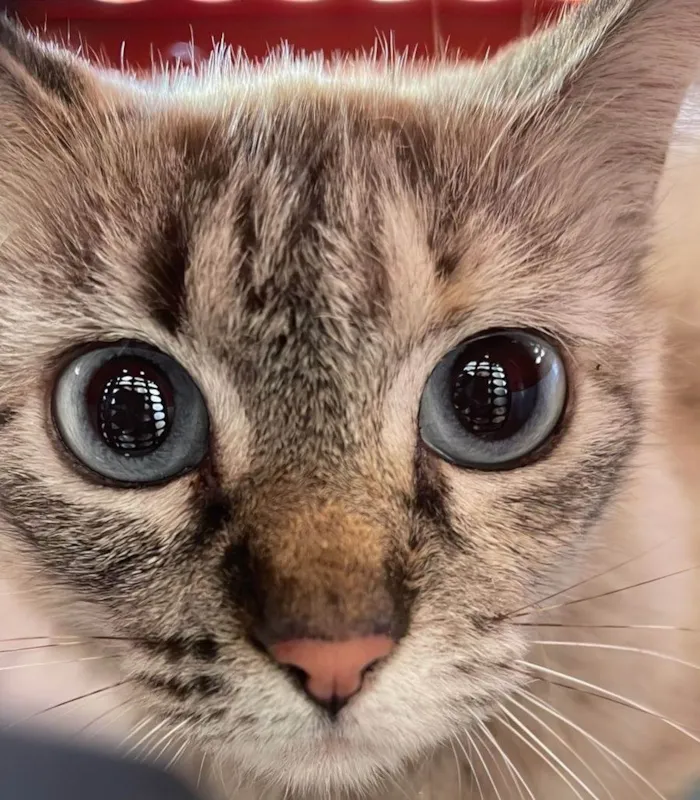Gato ra a SRD-ViraLata idade 2 a 6 meses nome Lua