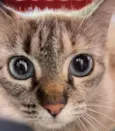 Lua