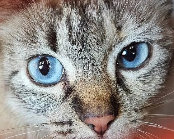Gato ra a SRD-ViraLata idade 2 a 6 meses nome Lua