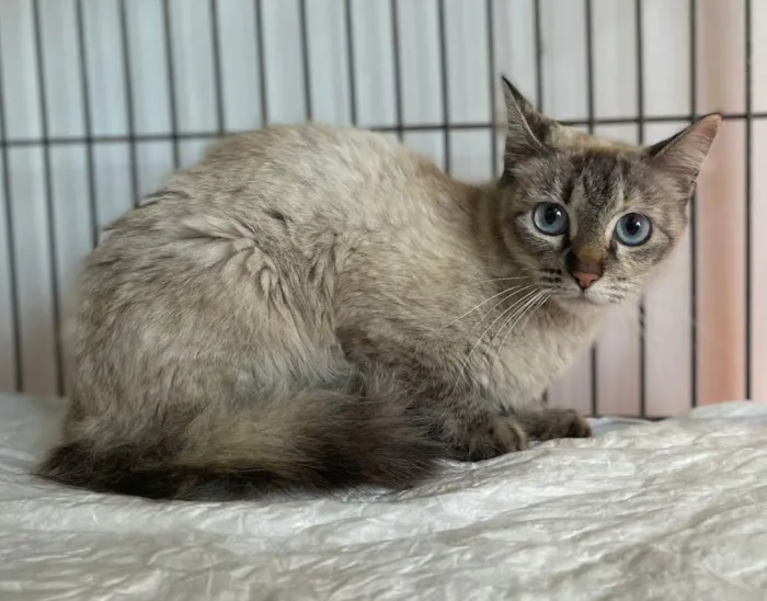 Gato ra a SRD-ViraLata idade 2 a 6 meses nome Lua