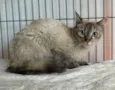 Lua