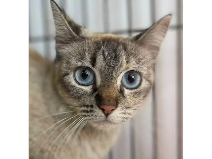 Gato ra a SRD-ViraLata idade 2 a 6 meses nome Lua